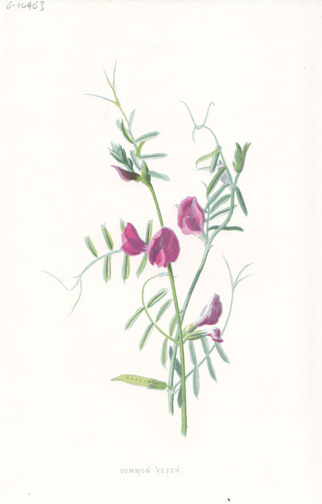 FLOWERS. Common Vetch c1895 old antique vintage print picture